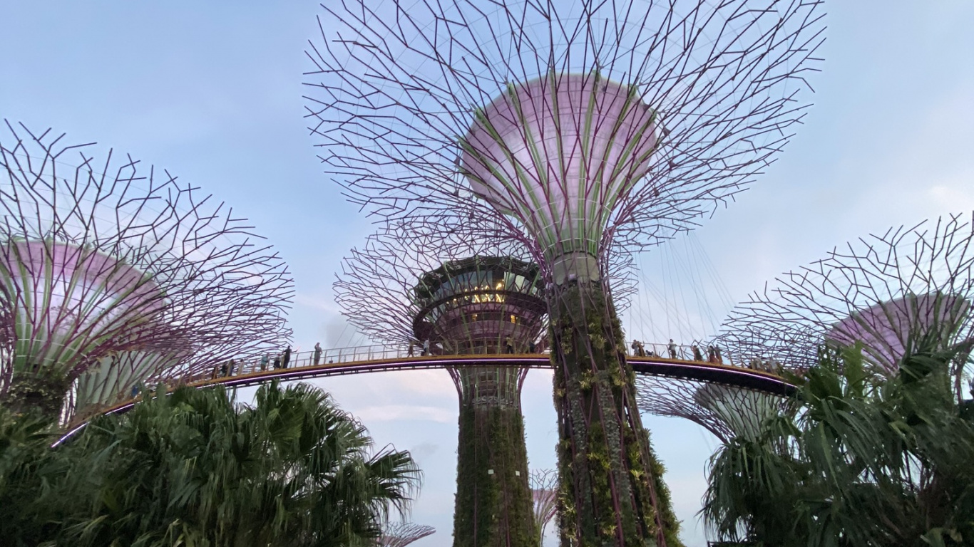 棕榈树, 旅游景点, 花园, 里程碑, 植物园 壁纸 1366x768 允许