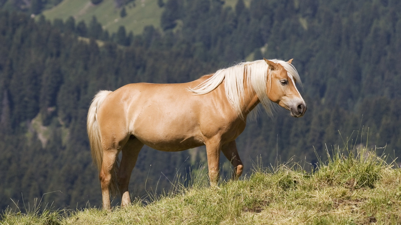 Brown Horse on Green Grass Field During Daytime. Wallpaper in 1280x720 Resolution