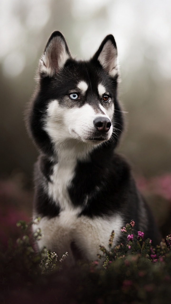 Adulte Husky Noir, Husky Sibérien, Sakhaline Husky, le Malamute de L'alaska, Berger Australien. Wallpaper in 720x1280 Resolution