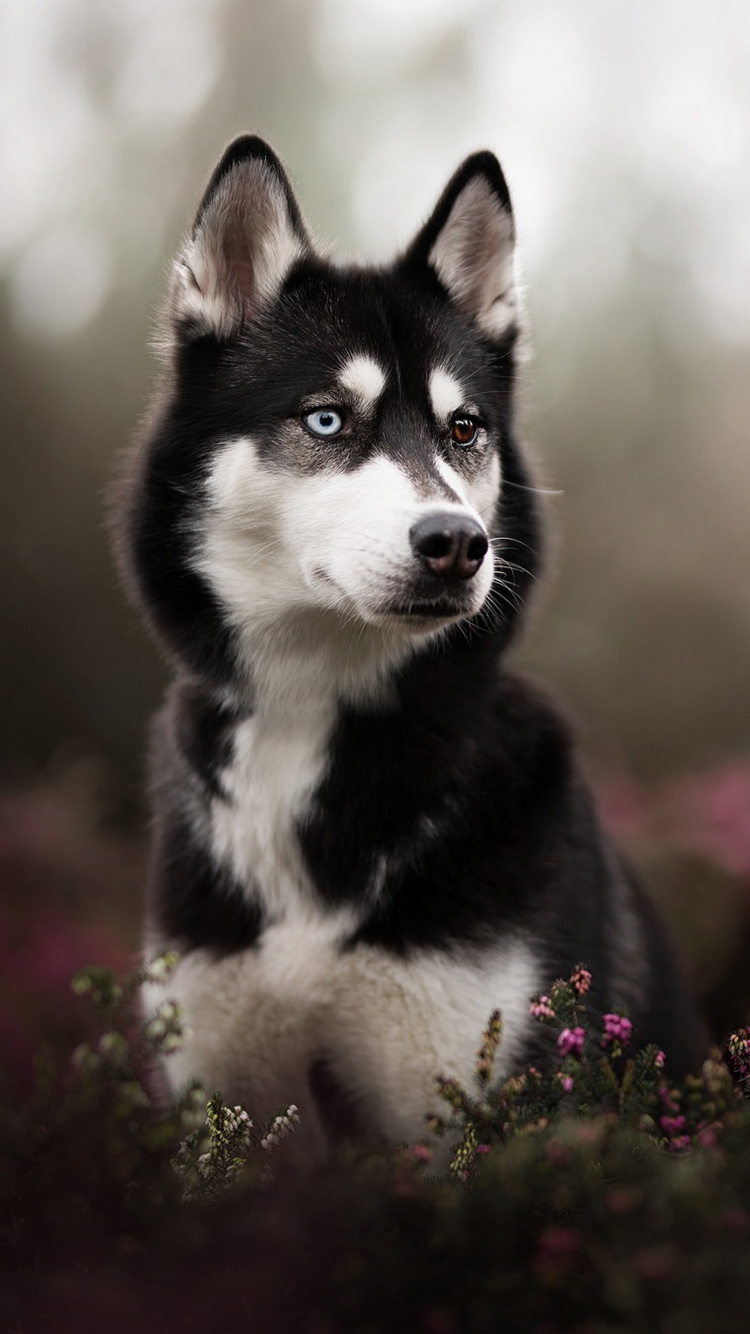 Adulte Husky Noir, Husky Sibérien, Sakhaline Husky, le Malamute de L'alaska, Berger Australien. Wallpaper in 750x1334 Resolution