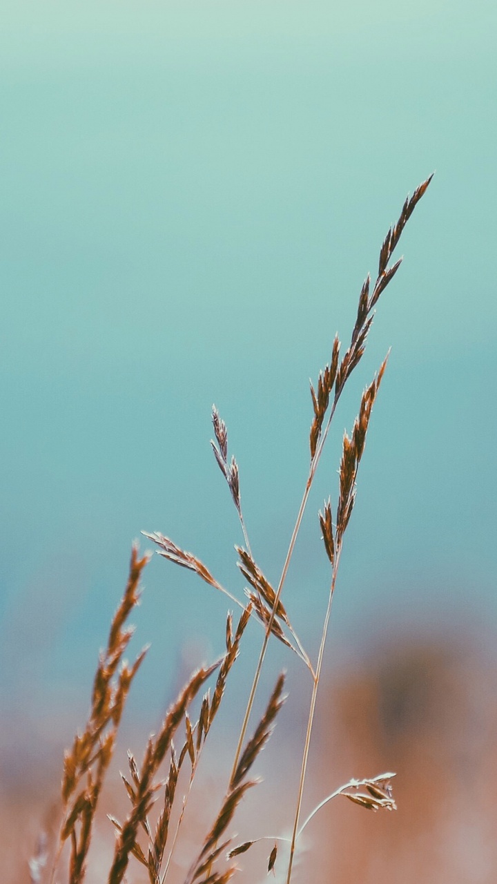 Plant, Twig, Terrestrial Plant, Grass, Flowering Plant. Wallpaper in 720x1280 Resolution