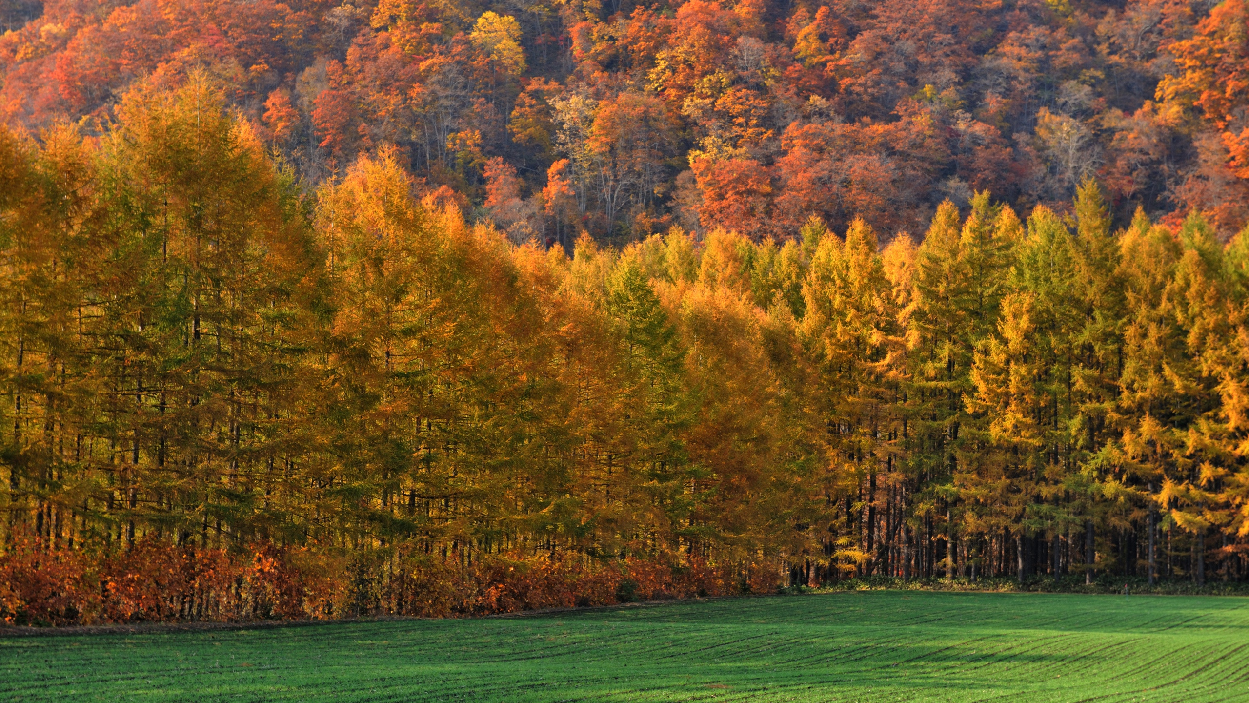 Champ D'herbe Verte Avec Des Arbres. Wallpaper in 2560x1440 Resolution