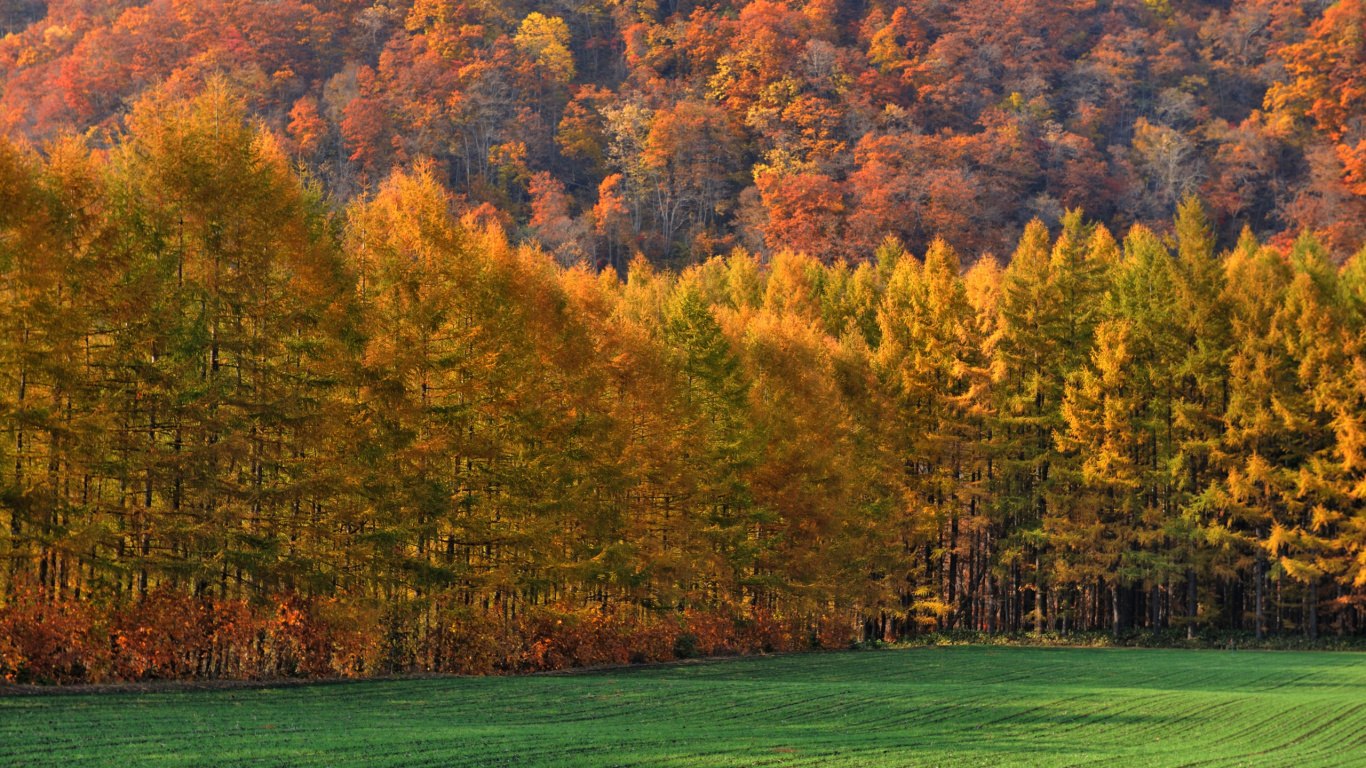 Campo de Hierba Verde Con Arboles. Wallpaper in 1366x768 Resolution