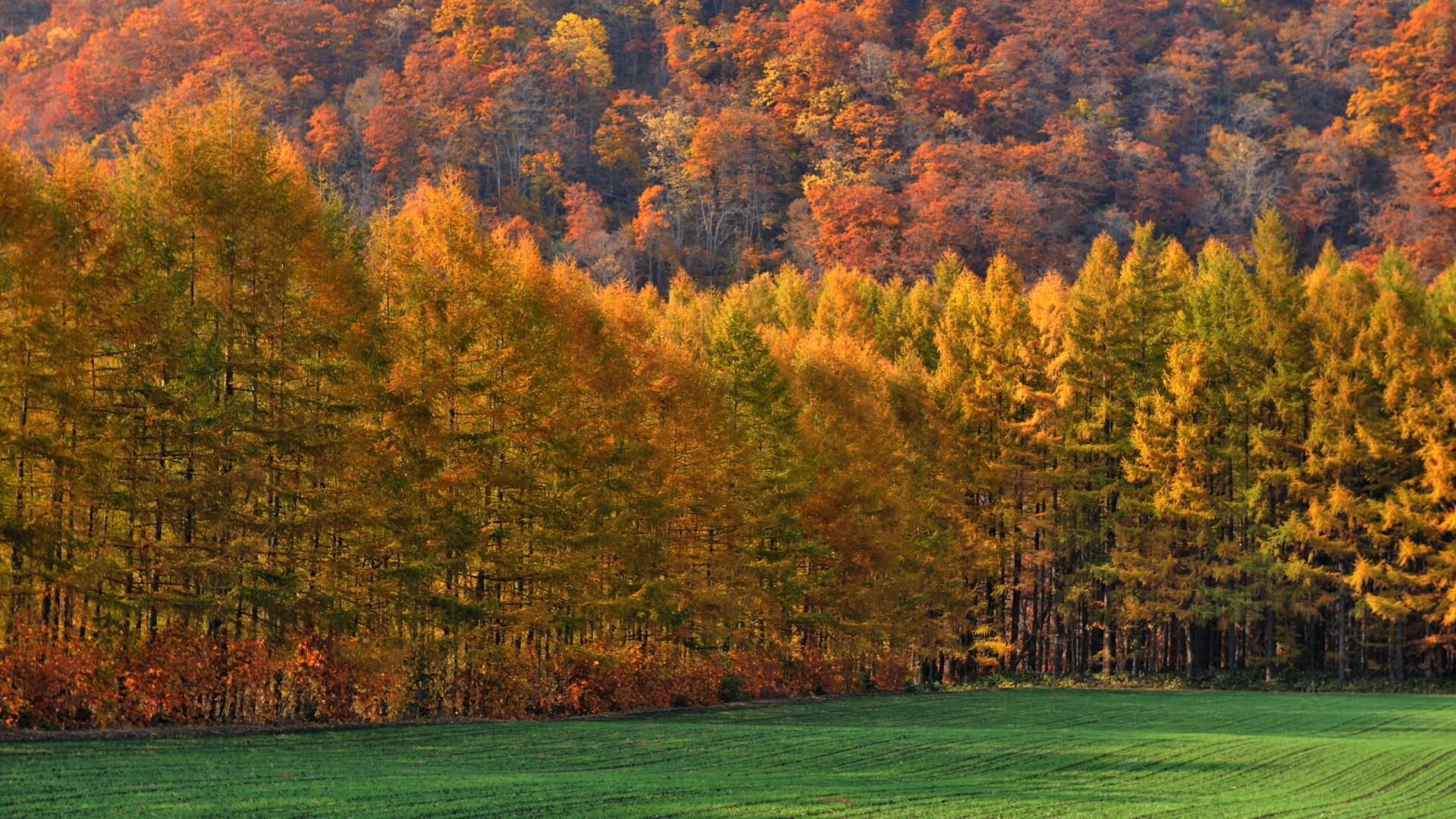 Grüne Wiese Mit Bäumen. Wallpaper in 1920x1080 Resolution