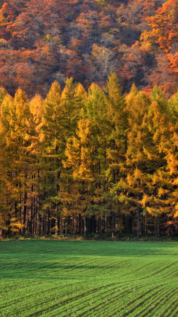 Green Grass Field With Trees. Wallpaper in 720x1280 Resolution