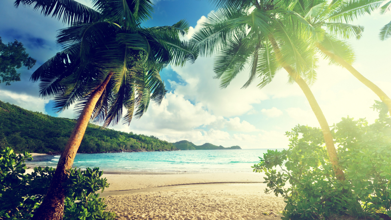 Green Palm Tree on Brown Sand Near Body of Water During Daytime. Wallpaper in 1366x768 Resolution