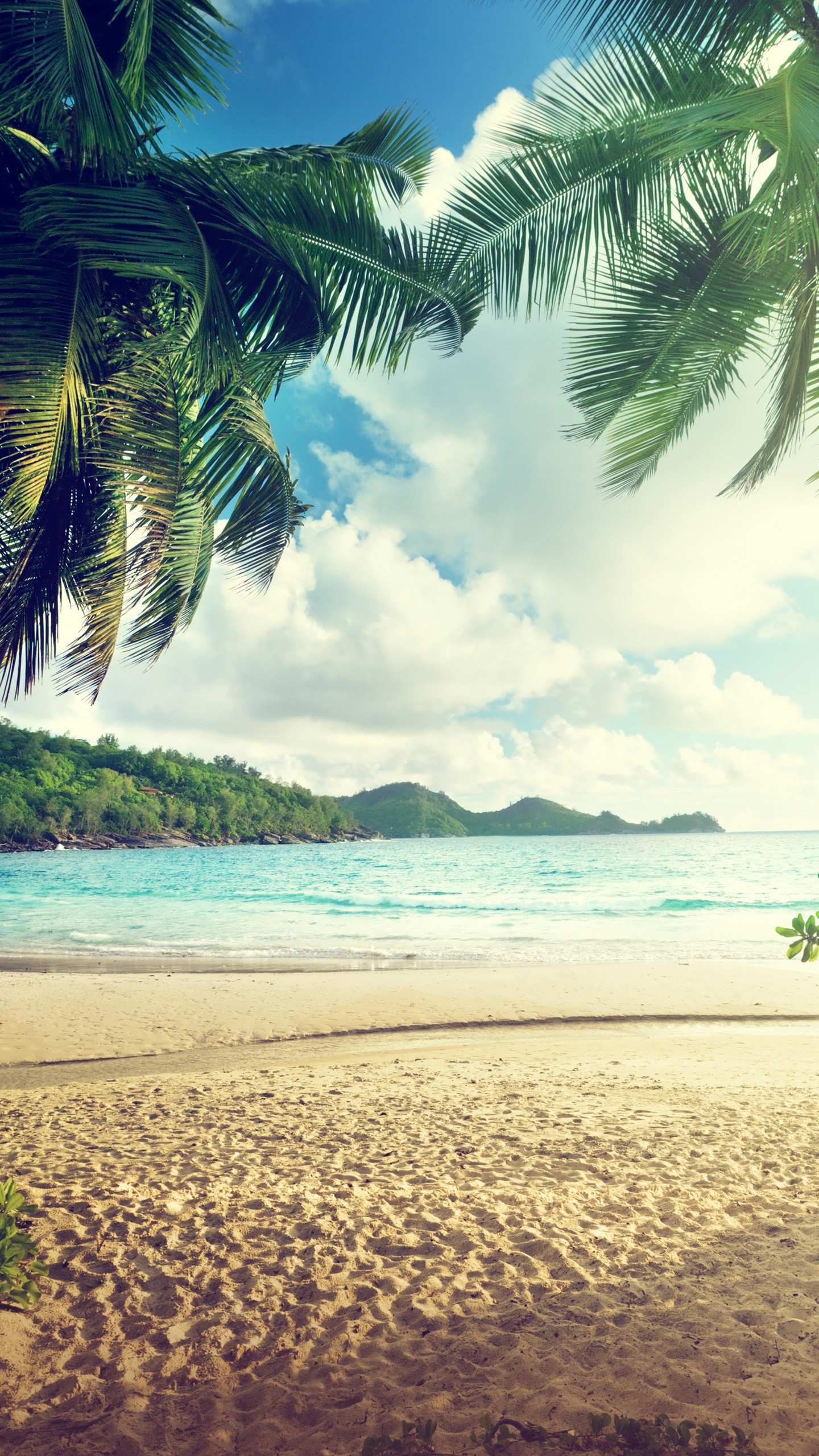 Green Palm Tree on Brown Sand Near Body of Water During Daytime. Wallpaper in 1440x2560 Resolution