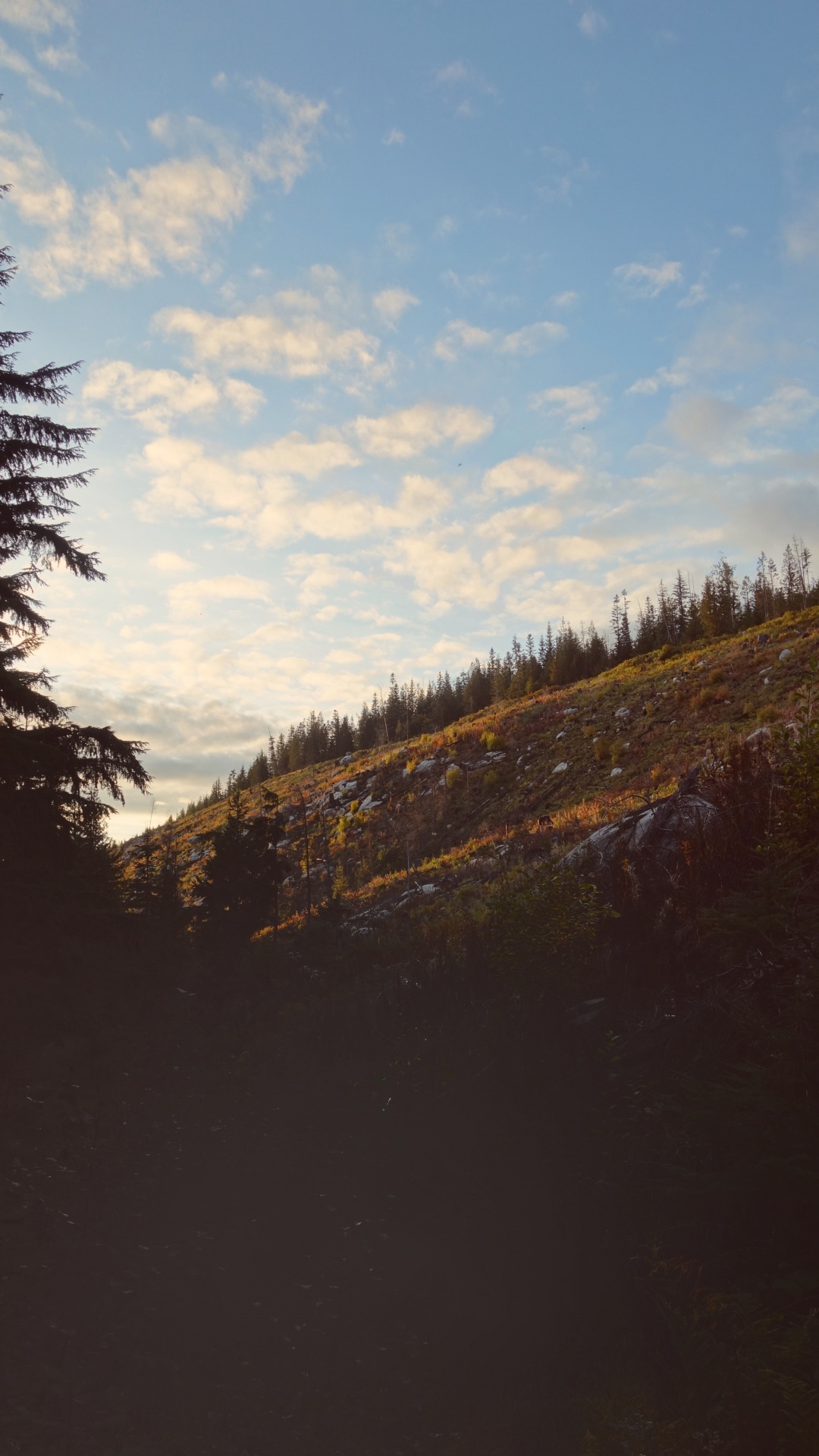Cloud, Tree, Wilderness, Natural Environment, Natural Landscape. Wallpaper in 1080x1920 Resolution