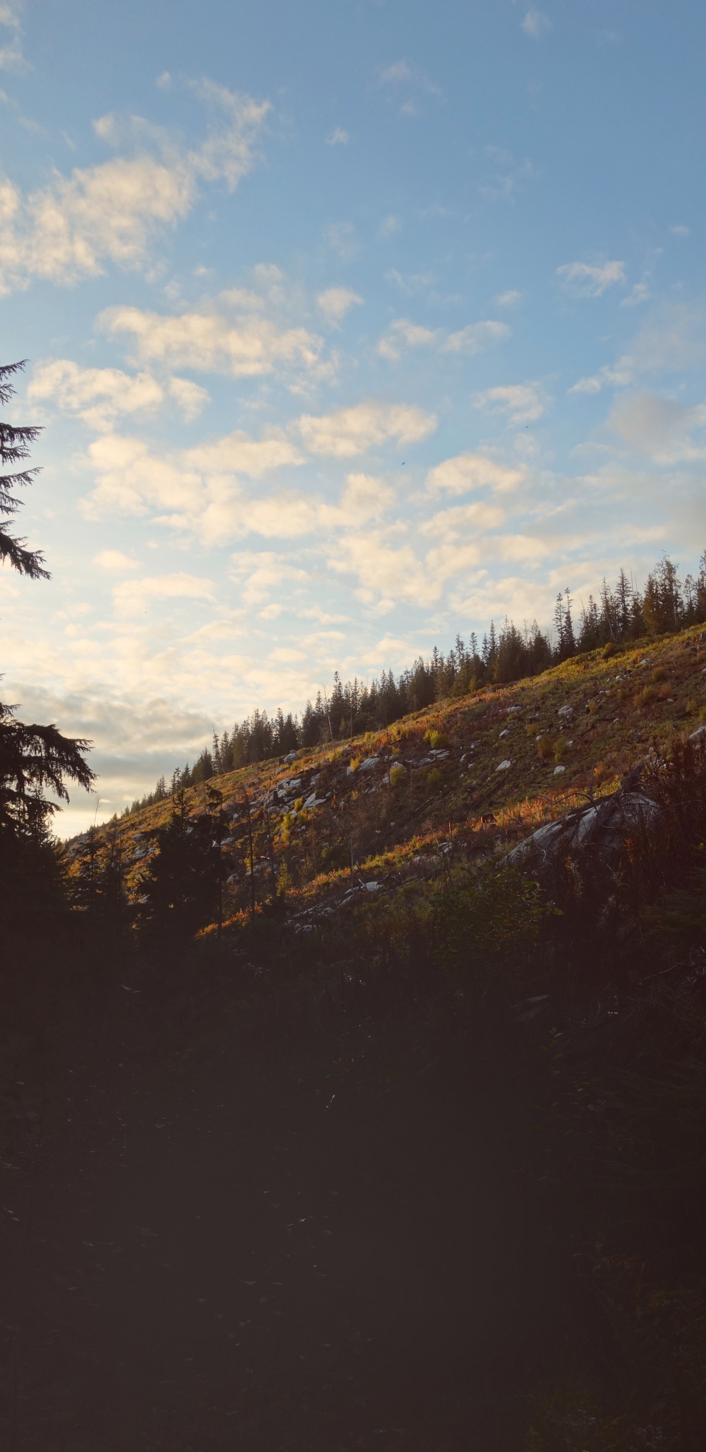 Cloud, Tree, Wilderness, Natural Environment, Natural Landscape. Wallpaper in 1440x2960 Resolution