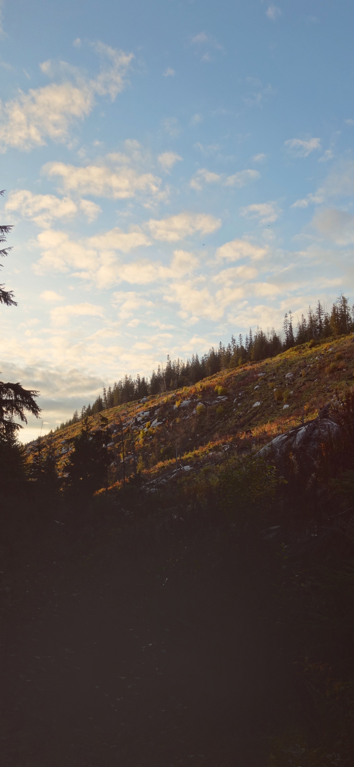 Cloud, Baum, Wildnis, Natürlichen Umgebung, Naturlandschaft. Wallpaper in 1242x2688 Resolution