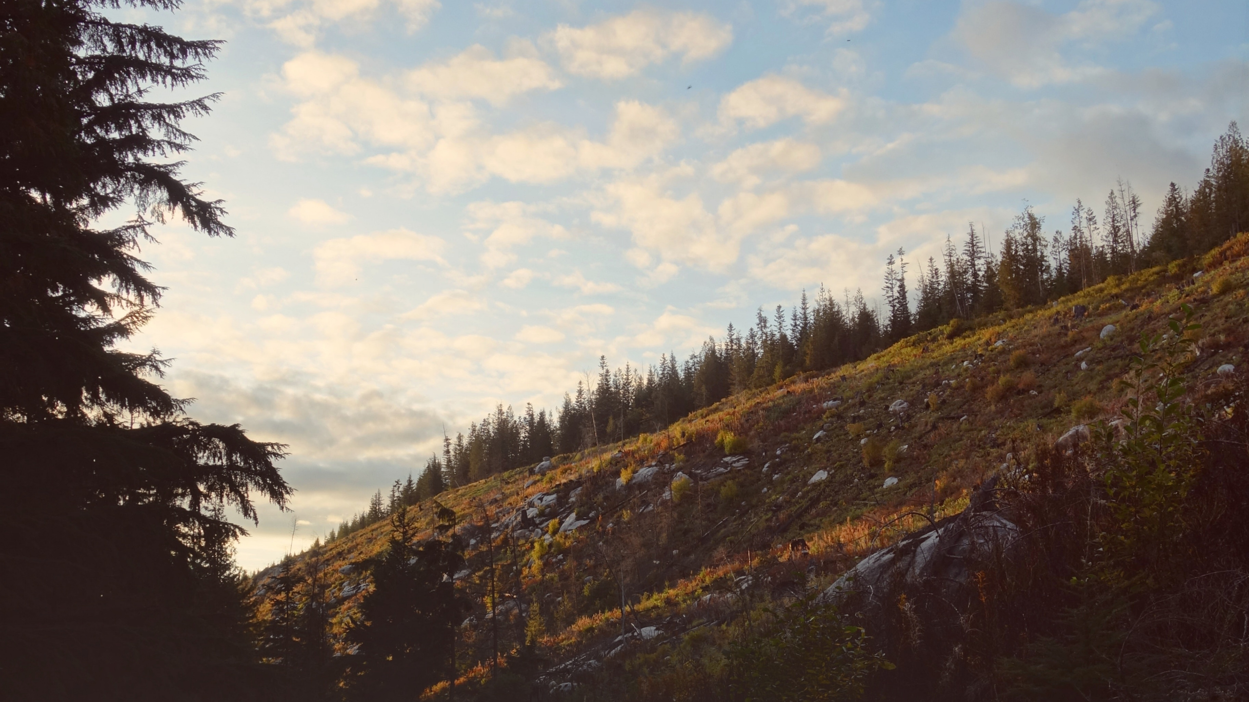 Cloud, Baum, Wildnis, Natürlichen Umgebung, Naturlandschaft. Wallpaper in 2560x1440 Resolution