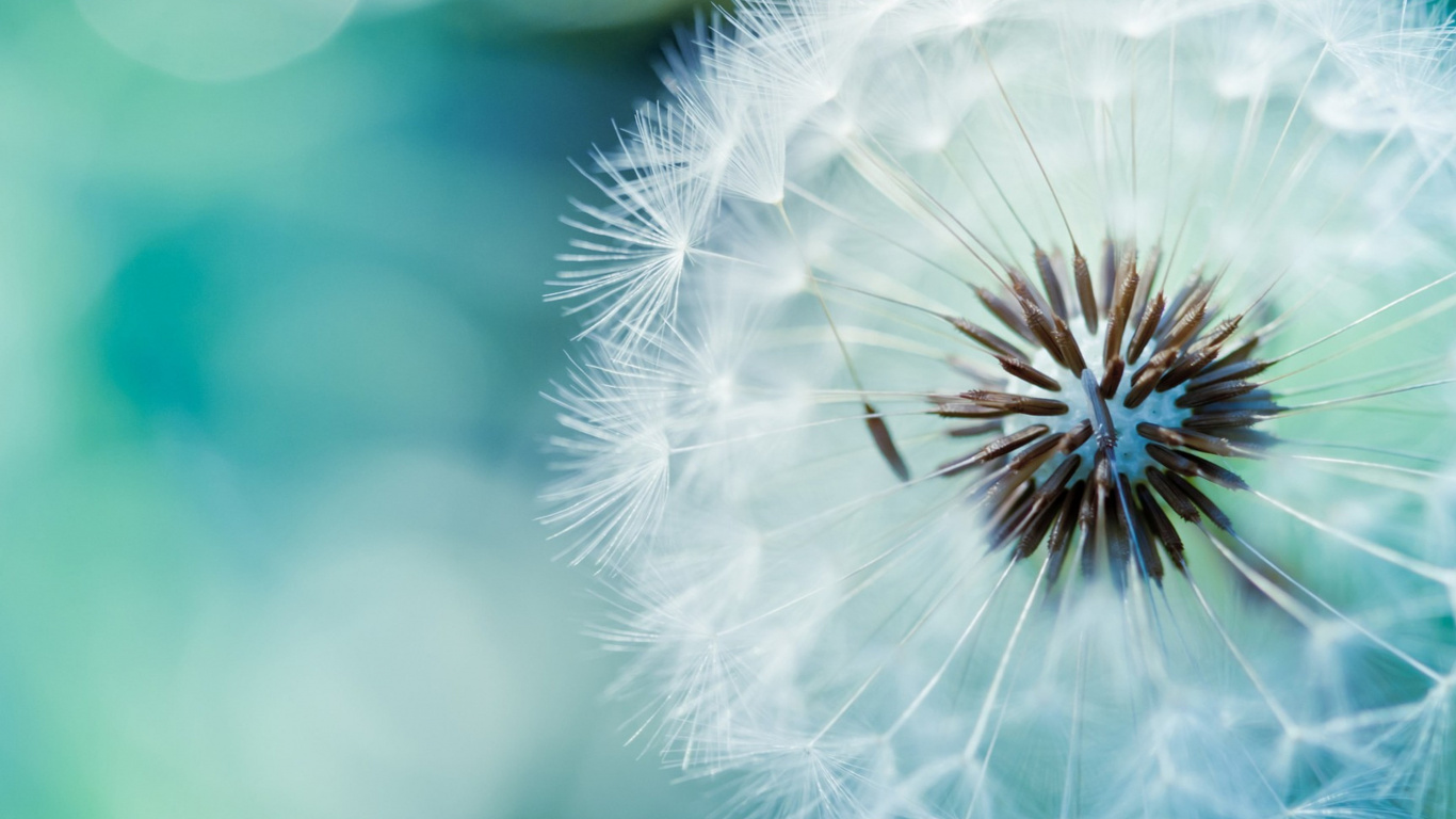 White Dandelion in Close up Photography. Wallpaper in 1366x768 Resolution