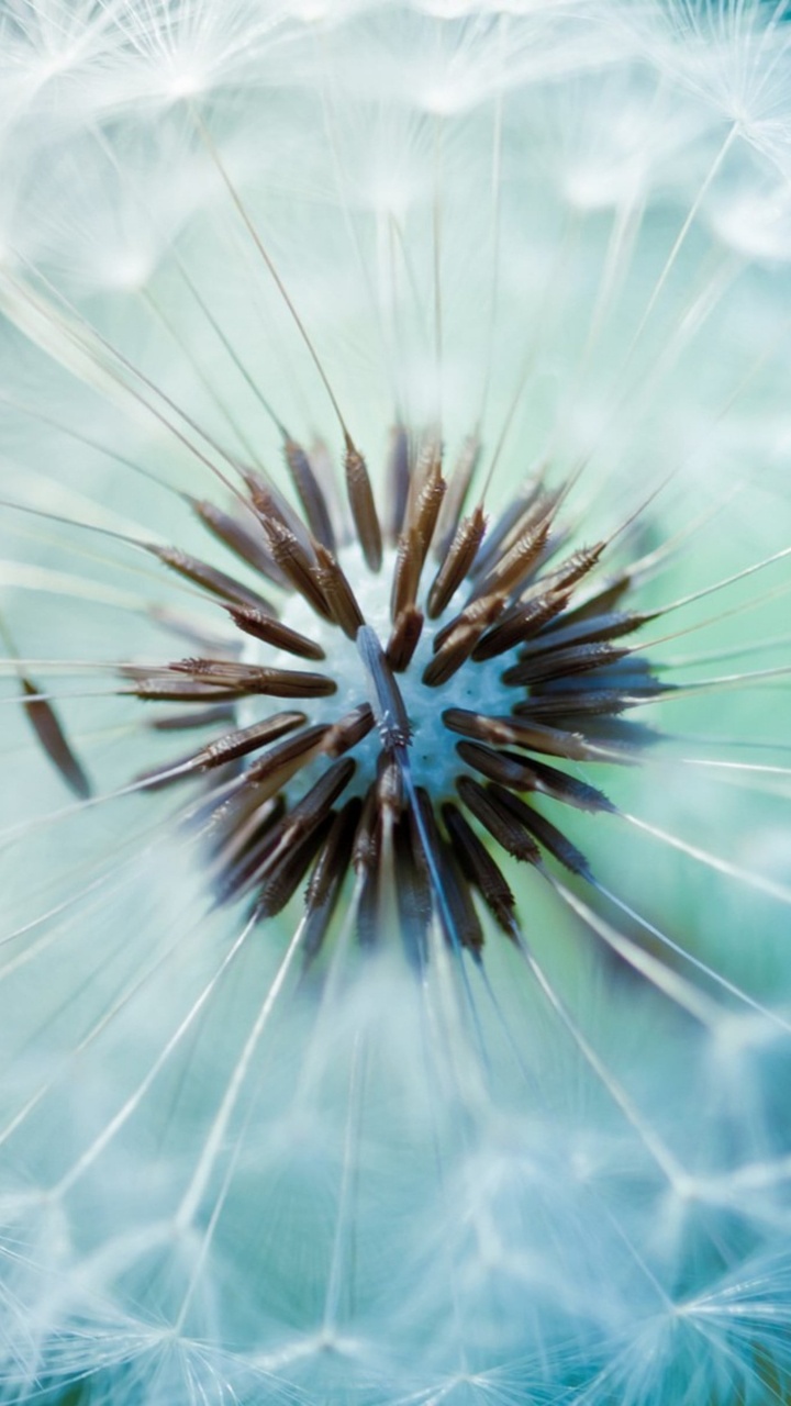 White Dandelion in Close up Photography. Wallpaper in 720x1280 Resolution