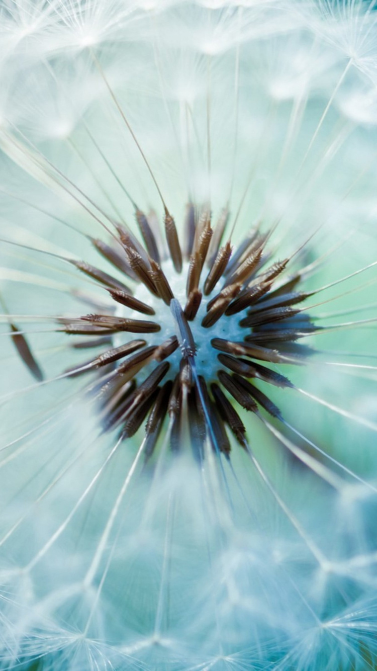 White Dandelion in Close up Photography. Wallpaper in 750x1334 Resolution