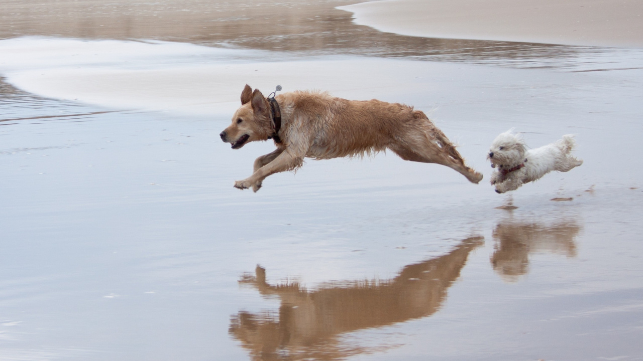 Brown Short Coated Dog on Water During Daytime. Wallpaper in 1280x720 Resolution