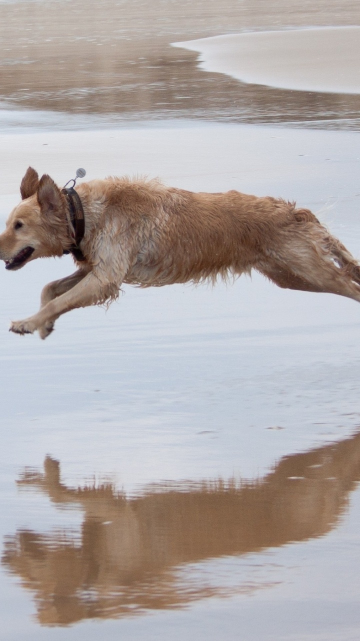 Brown Short Coated Dog on Water During Daytime. Wallpaper in 720x1280 Resolution