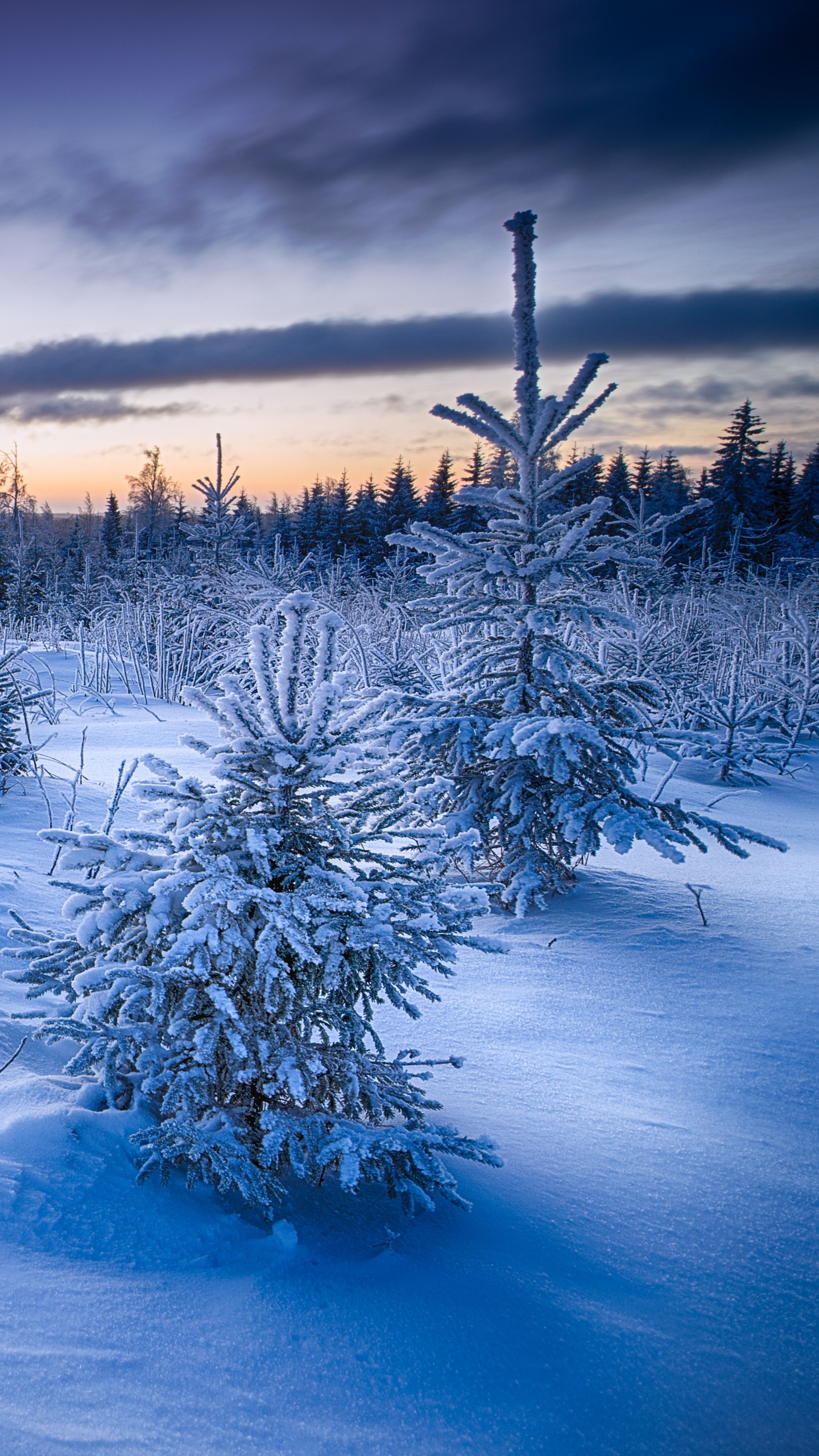 Schneebedecktes Feld Und Bäume Tagsüber. Wallpaper in 1440x2560 Resolution