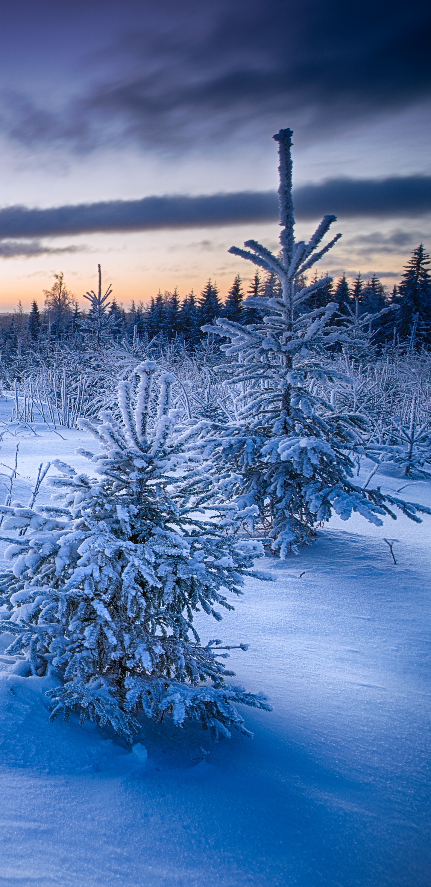 Schneebedecktes Feld Und Bäume Tagsüber. Wallpaper in 1440x2960 Resolution