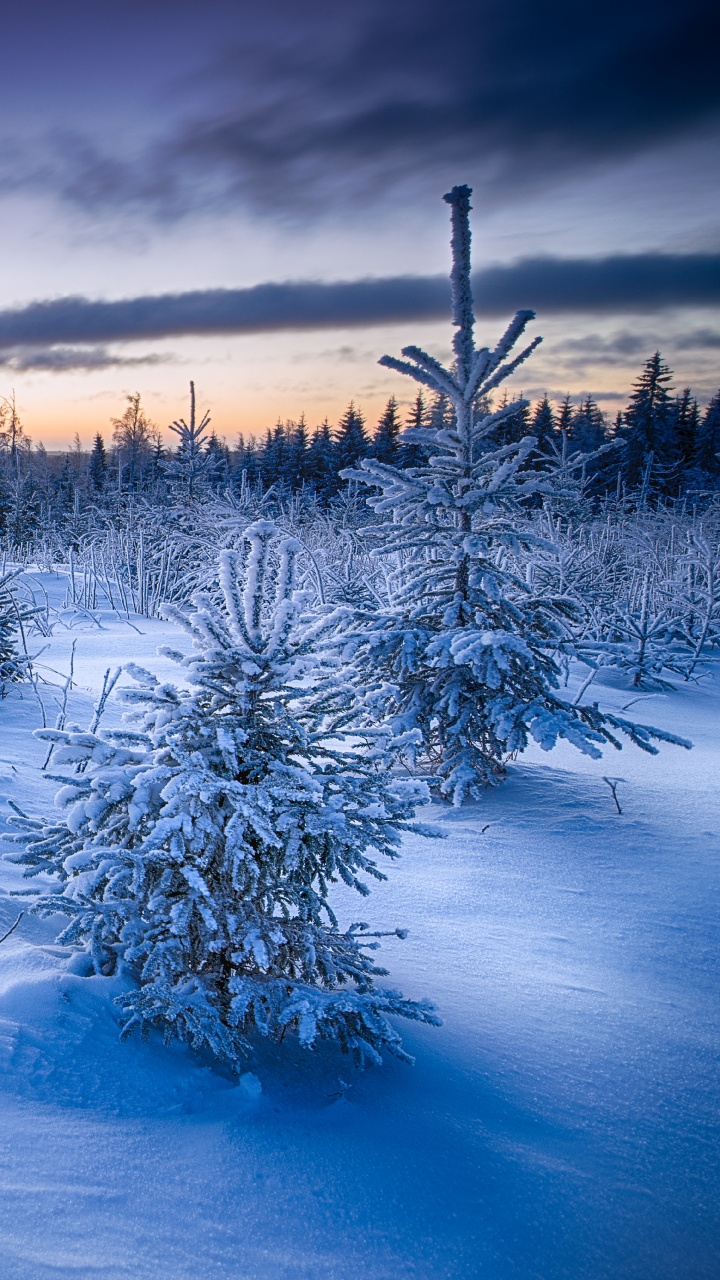 Schneebedecktes Feld Und Bäume Tagsüber. Wallpaper in 720x1280 Resolution