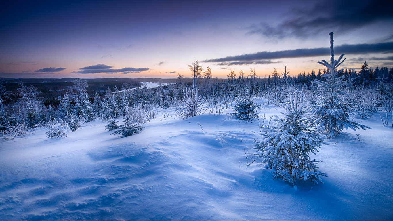 Snow Covered Field and Trees During Daytime. Wallpaper in 1366x768 Resolution