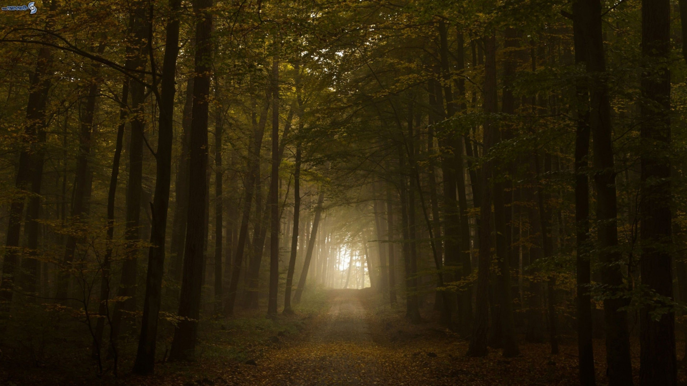 Chemin Entre Les Arbres Pendant la Journée. Wallpaper in 1366x768 Resolution