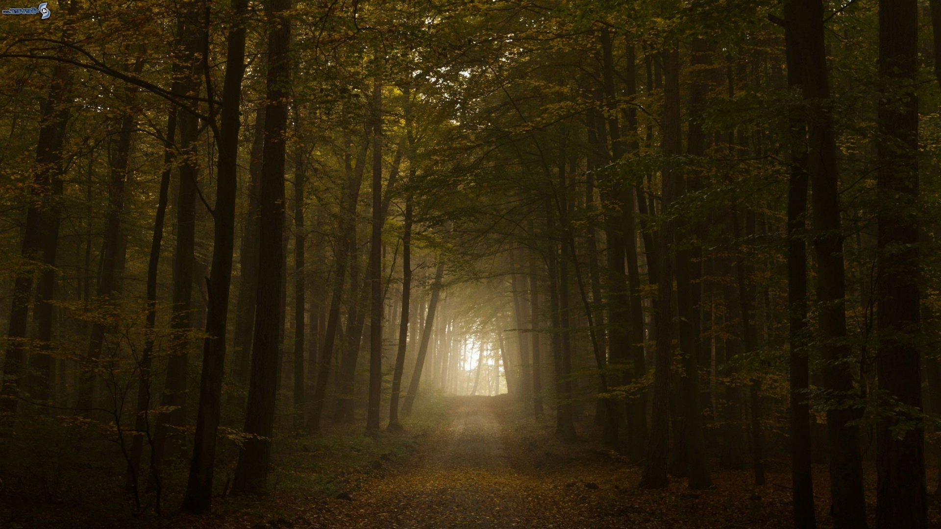 Chemin Entre Les Arbres Pendant la Journée. Wallpaper in 1920x1080 Resolution