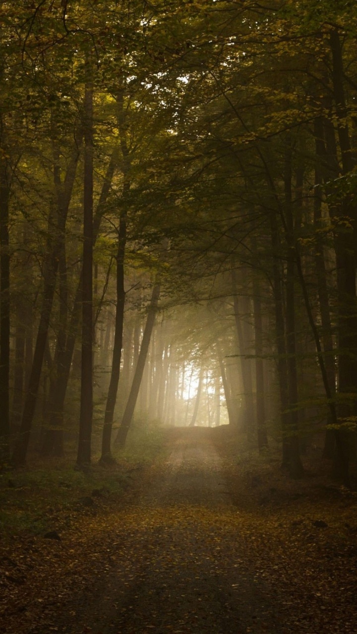 Chemin Entre Les Arbres Pendant la Journée. Wallpaper in 720x1280 Resolution