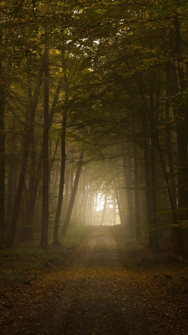 Chemin Entre Les Arbres Pendant la Journée. Wallpaper in 750x1334 Resolution