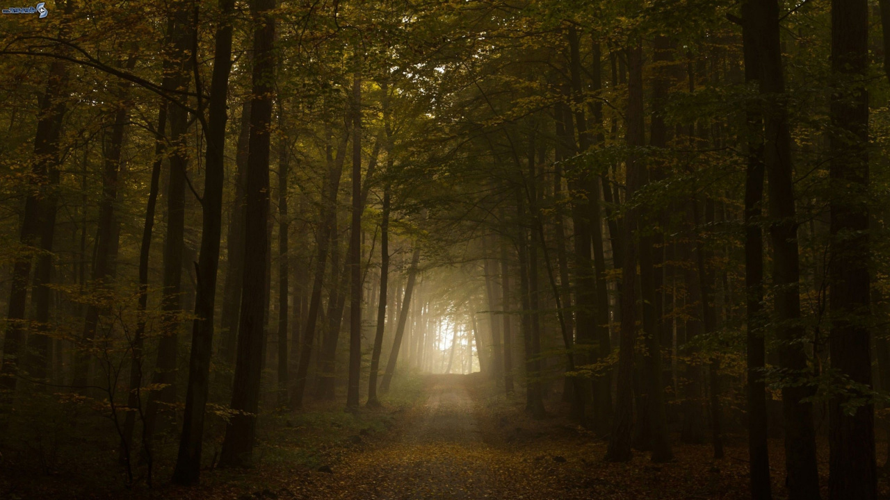 Pathway Between Trees During Daytime. Wallpaper in 1280x720 Resolution