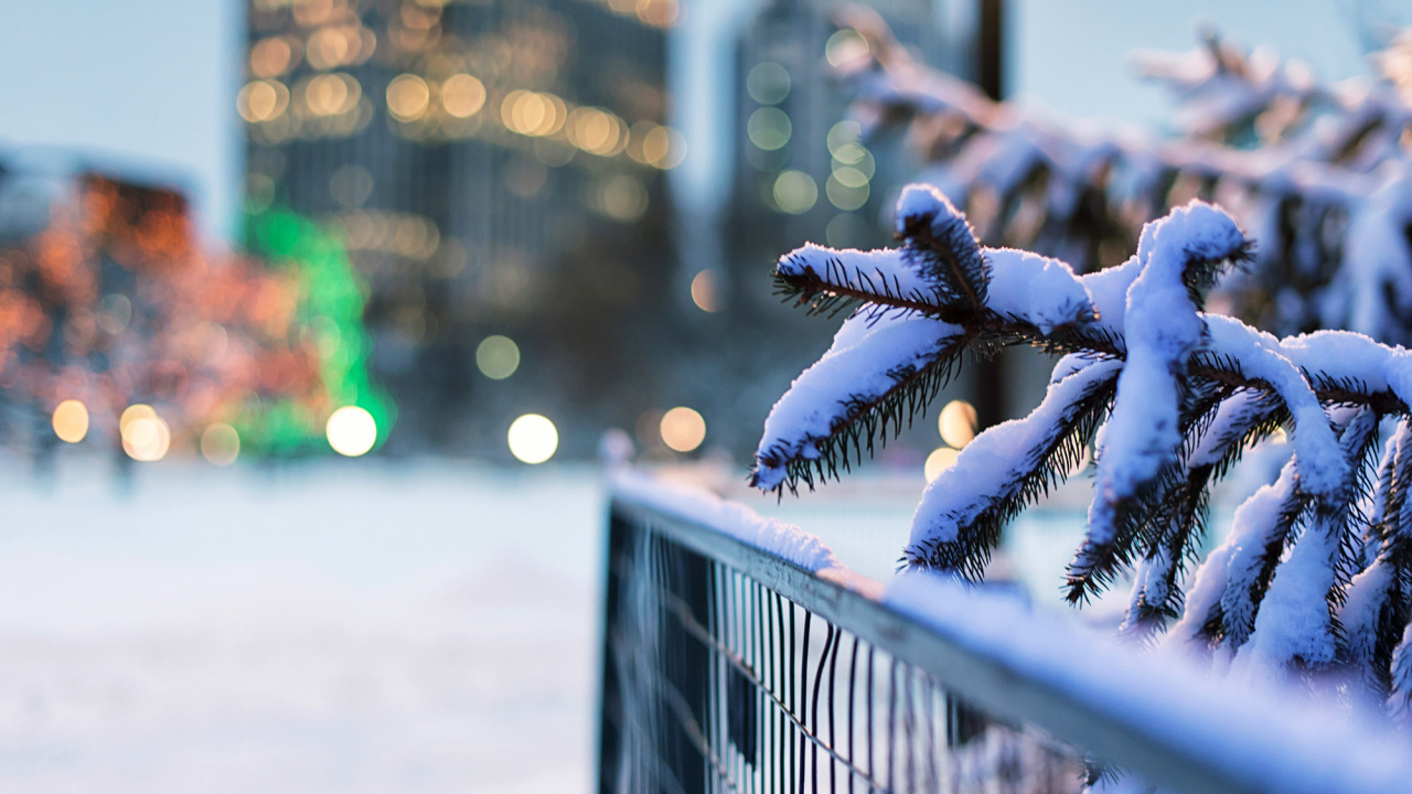 Snow Covered Tree Branch in Tilt Shift Lens. Wallpaper in 1280x720 Resolution