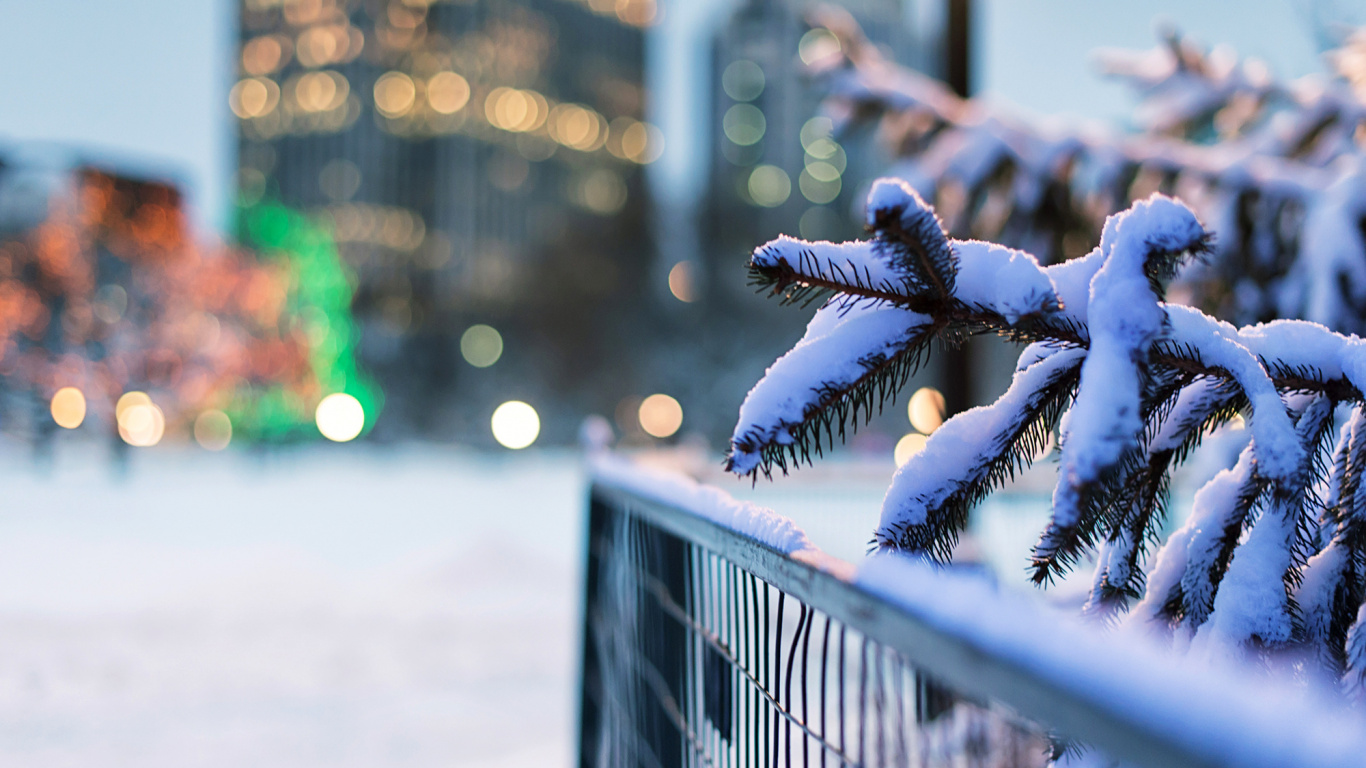 Snow Covered Tree Branch in Tilt Shift Lens. Wallpaper in 1366x768 Resolution