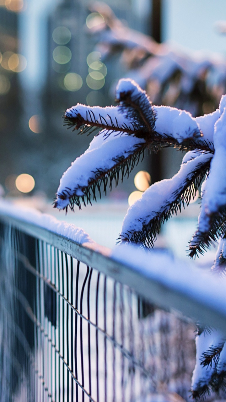 Snow Covered Tree Branch in Tilt Shift Lens. Wallpaper in 720x1280 Resolution