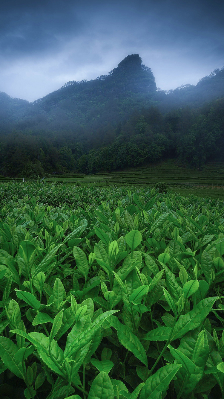 Vegetation, Plant, Mountain, Green, Cloud. Wallpaper in 750x1334 Resolution