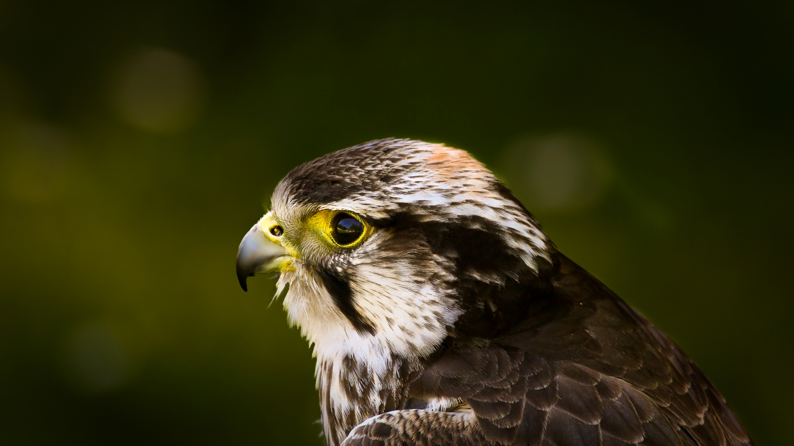 Brown and White Bird in Close up Photography. Wallpaper in 2560x1440 Resolution