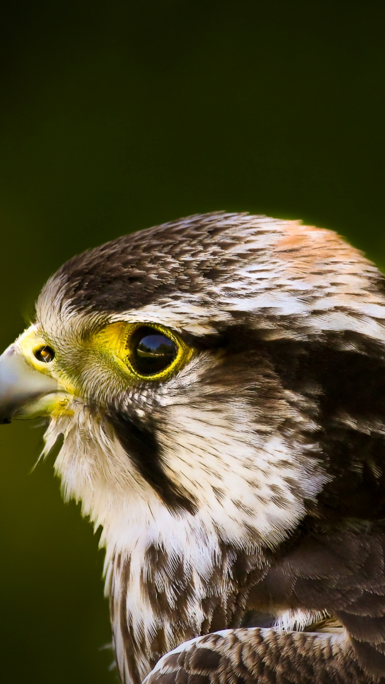 Brown and White Bird in Close up Photography. Wallpaper in 750x1334 Resolution