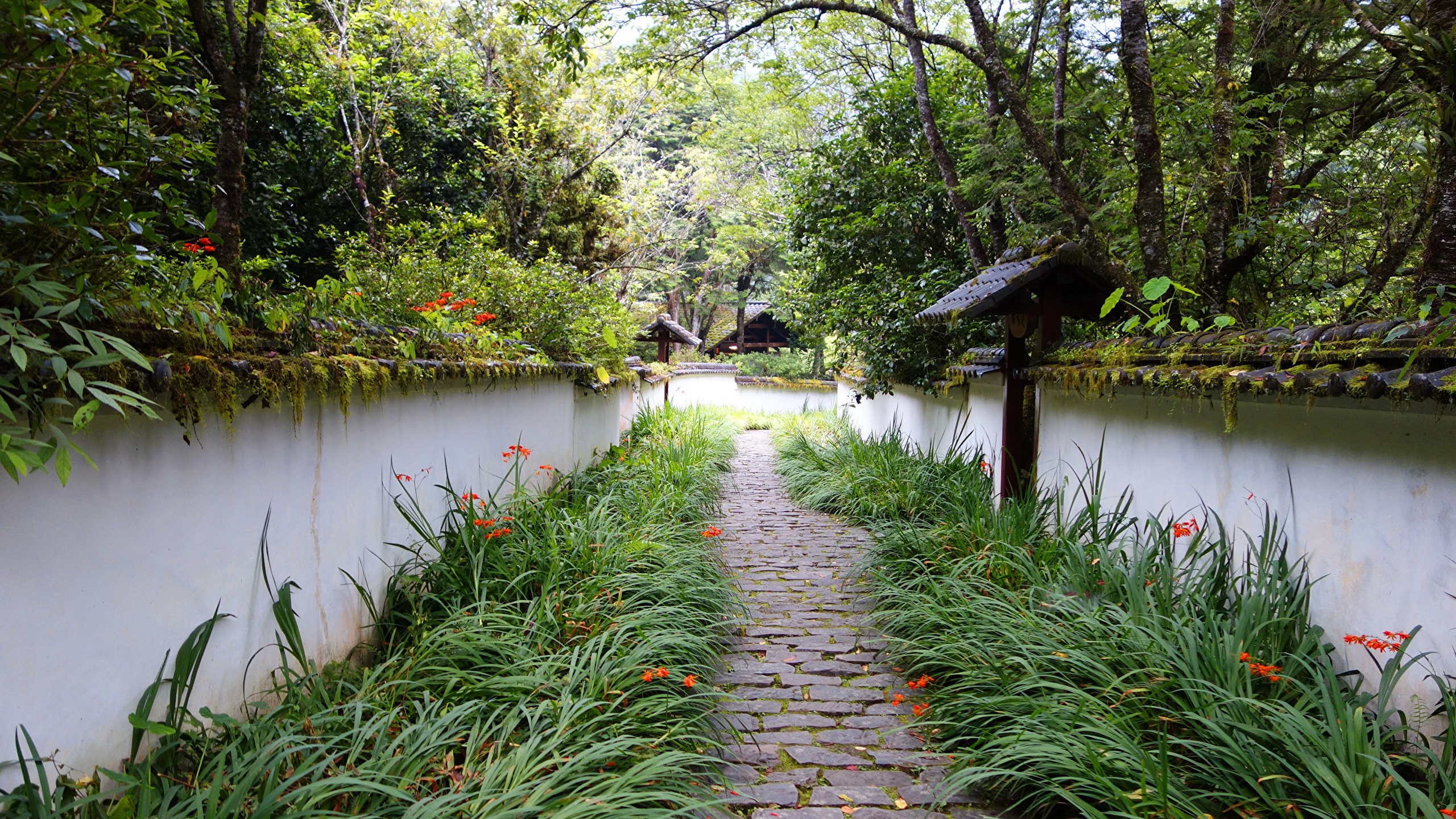 Green Plants on Gray Concrete Pathway. Wallpaper in 2560x1440 Resolution