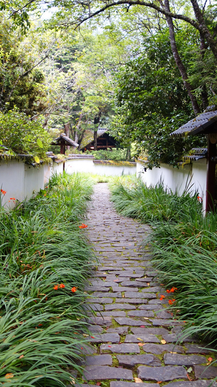 Green Plants on Gray Concrete Pathway. Wallpaper in 750x1334 Resolution
