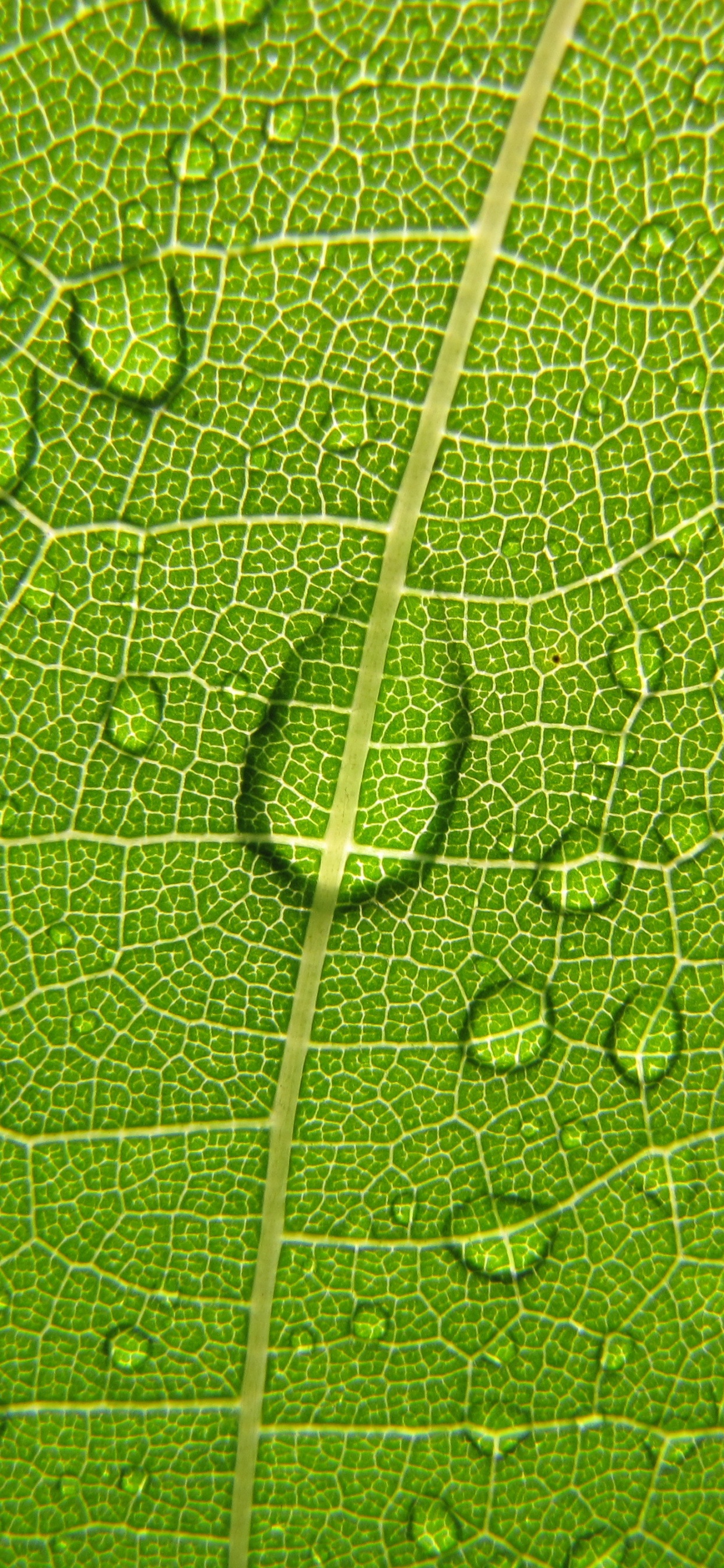 Gouttelettes D'eau Sur Feuille Verte. Wallpaper in 1242x2688 Resolution