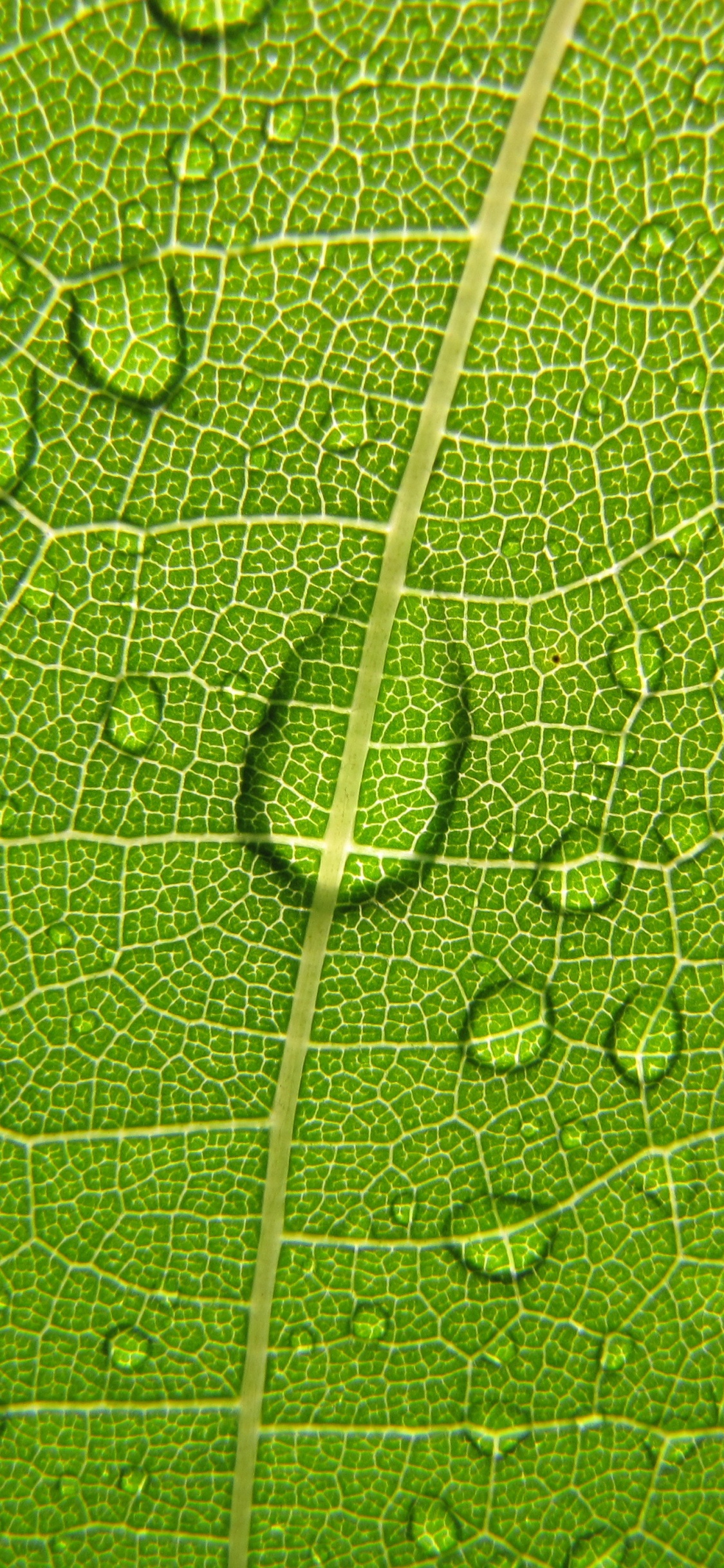 Gotas de Agua en la Hoja Verde. Wallpaper in 1125x2436 Resolution