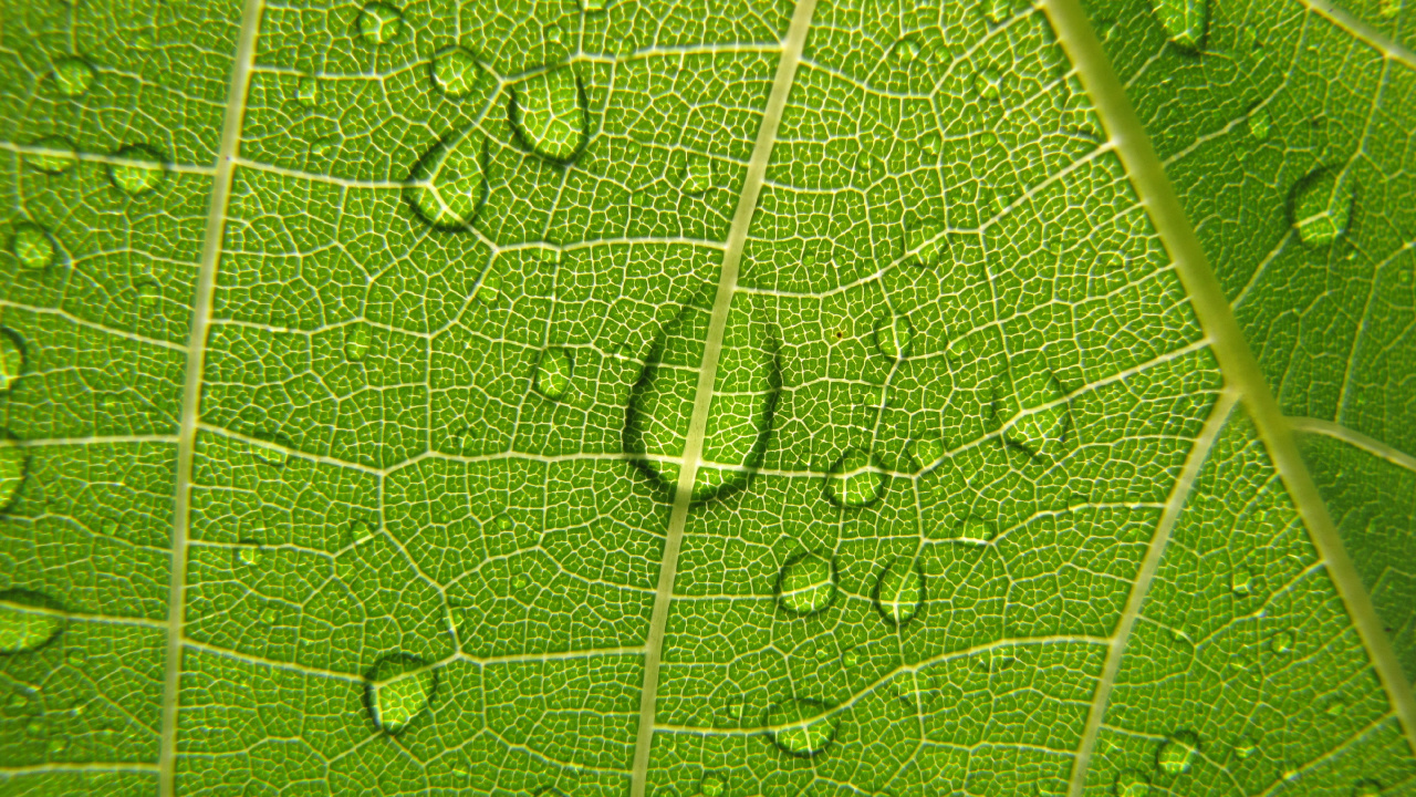 Gotas de Agua en la Hoja Verde. Wallpaper in 1280x720 Resolution