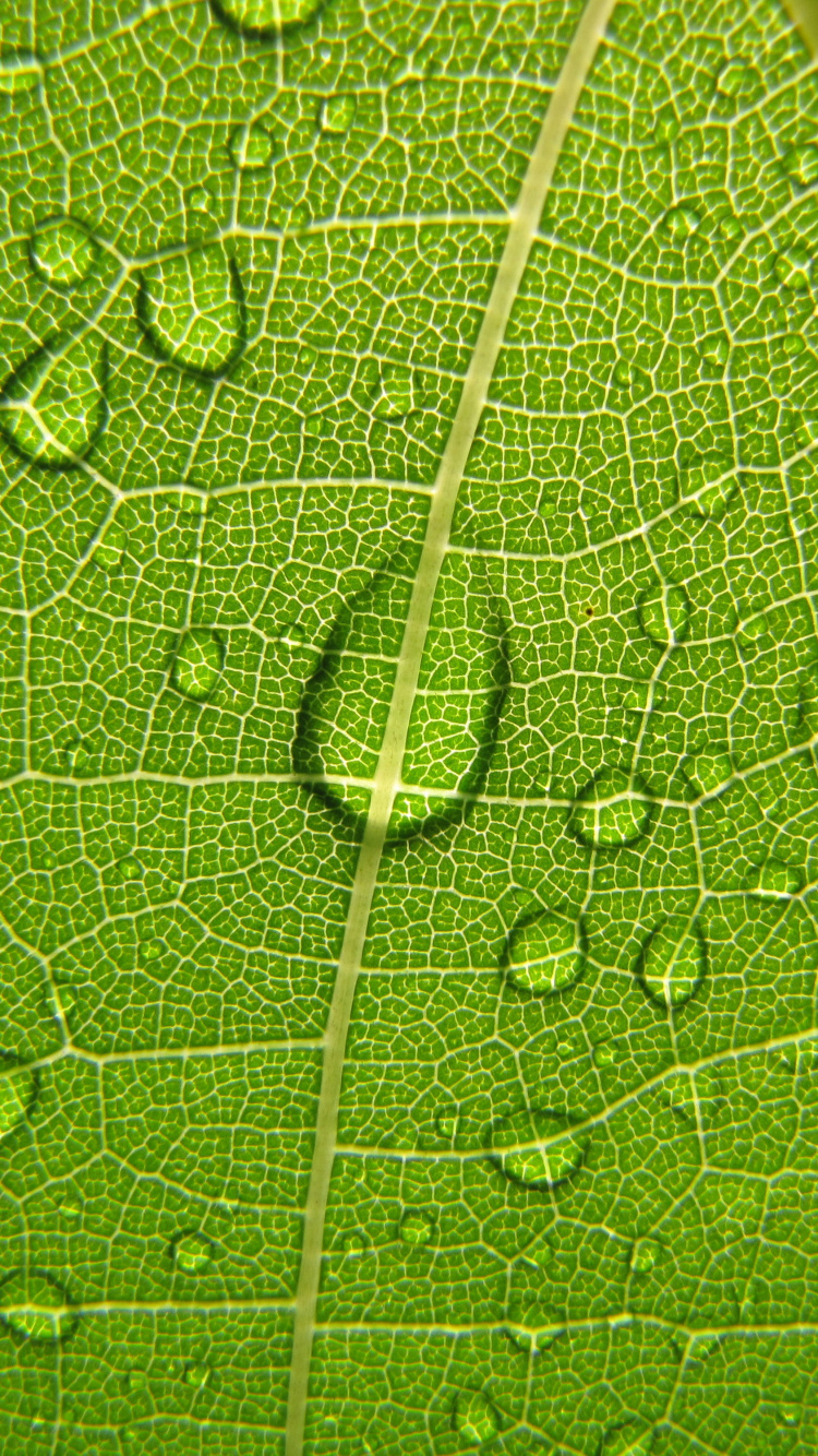 Gotas de Agua en la Hoja Verde. Wallpaper in 750x1334 Resolution