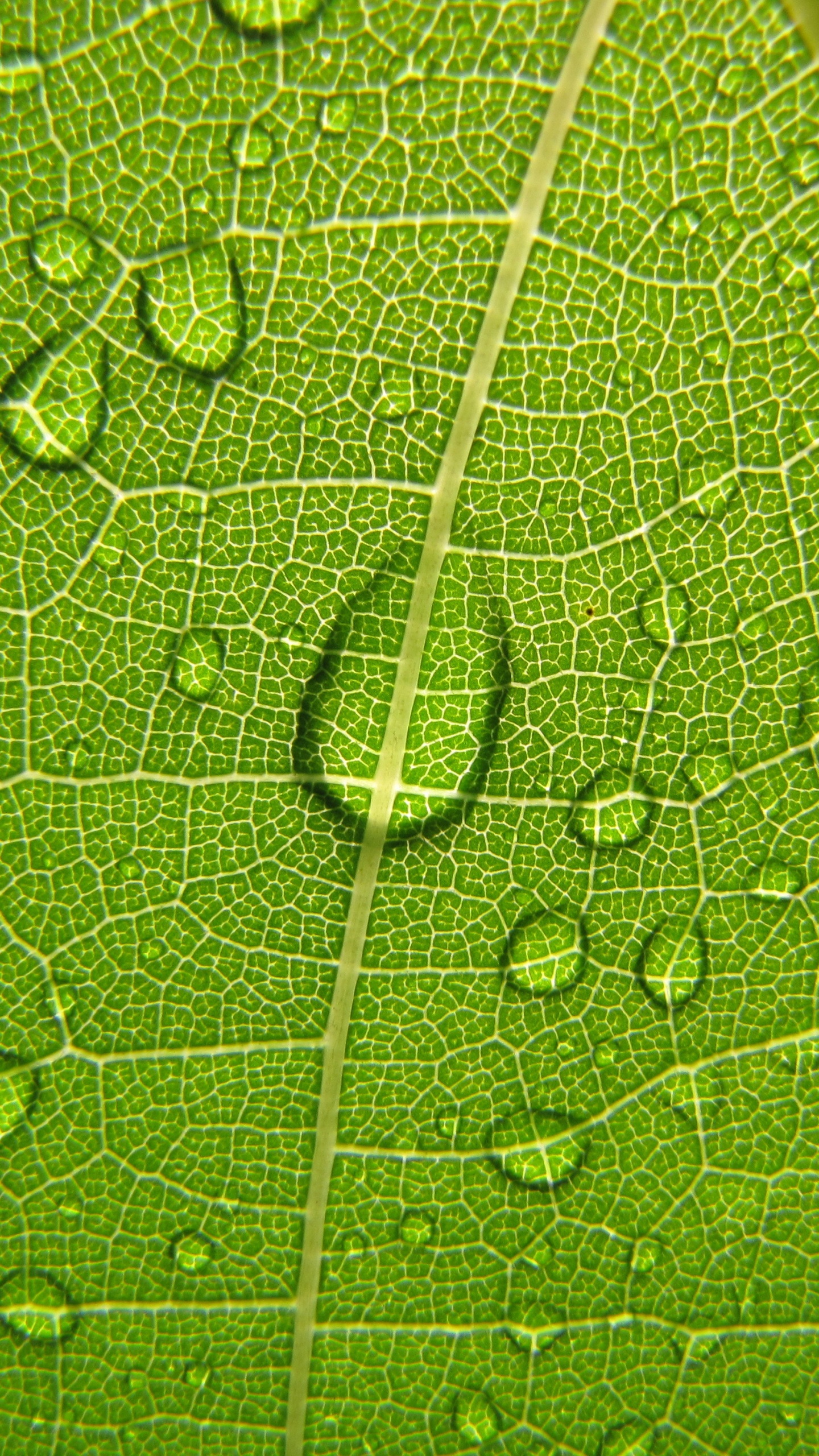 Wassertropfen Auf Grünem Blatt. Wallpaper in 1440x2560 Resolution