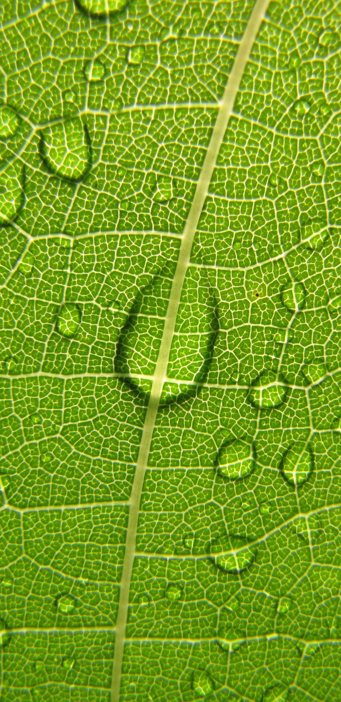 Wassertropfen Auf Grünem Blatt. Wallpaper in 1440x2960 Resolution