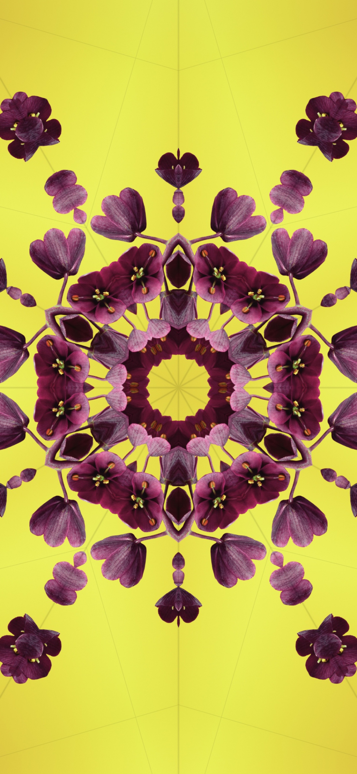Ios 17, Petal, Apples, Operating System, Ios. Wallpaper in 1242x2688 Resolution
