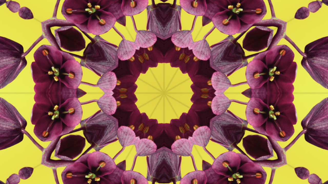 Ios 17, Pétalo, Manzana, Sistema Operativo, Ios. Wallpaper in 1280x720 Resolution