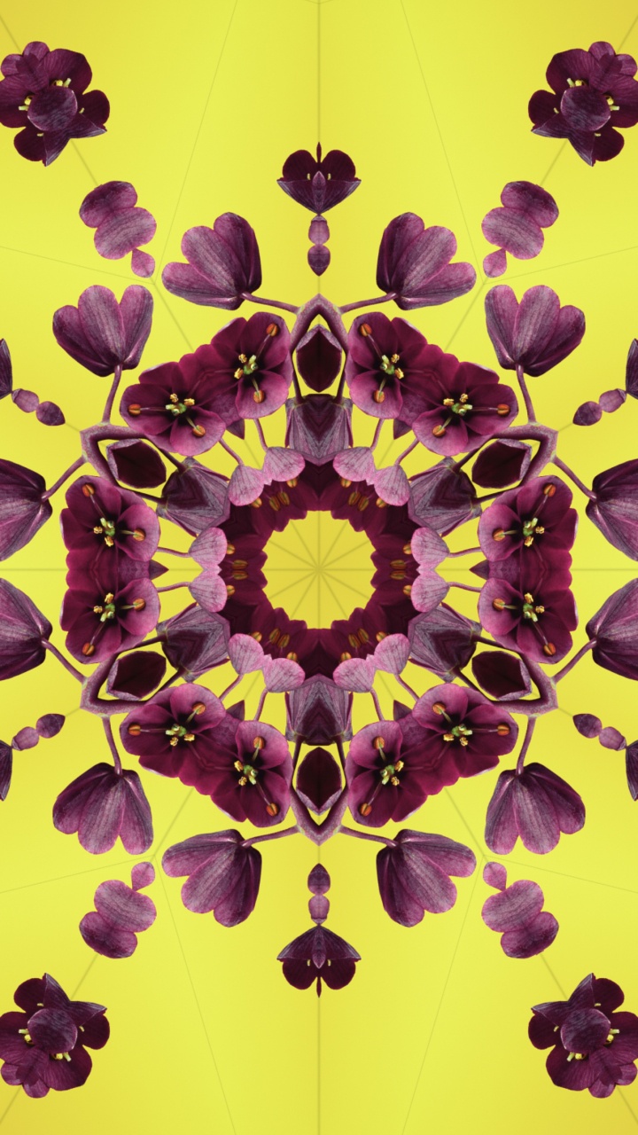 Ios 17, Pétalo, Manzana, Sistema Operativo, Ios. Wallpaper in 720x1280 Resolution