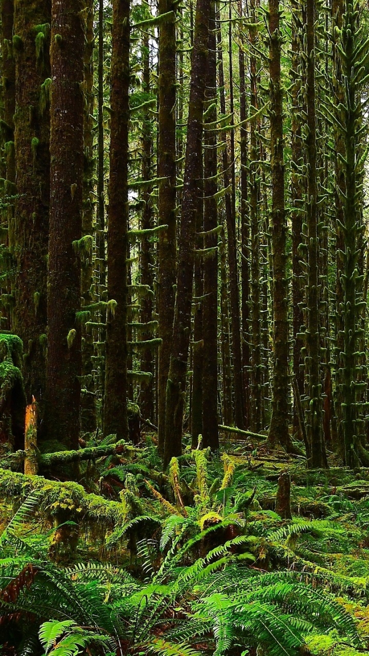 Tagsüber Grüne Pflanzen Und Bäume. Wallpaper in 720x1280 Resolution