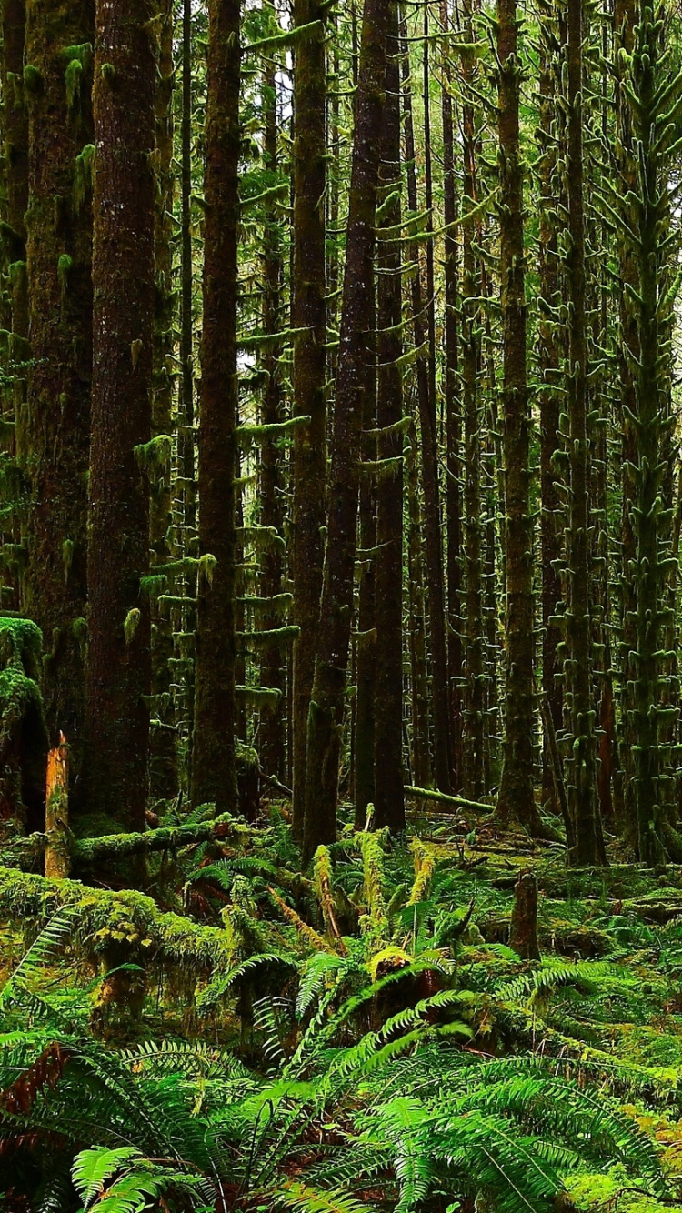 Green Plants and Trees During Daytime. Wallpaper in 750x1334 Resolution