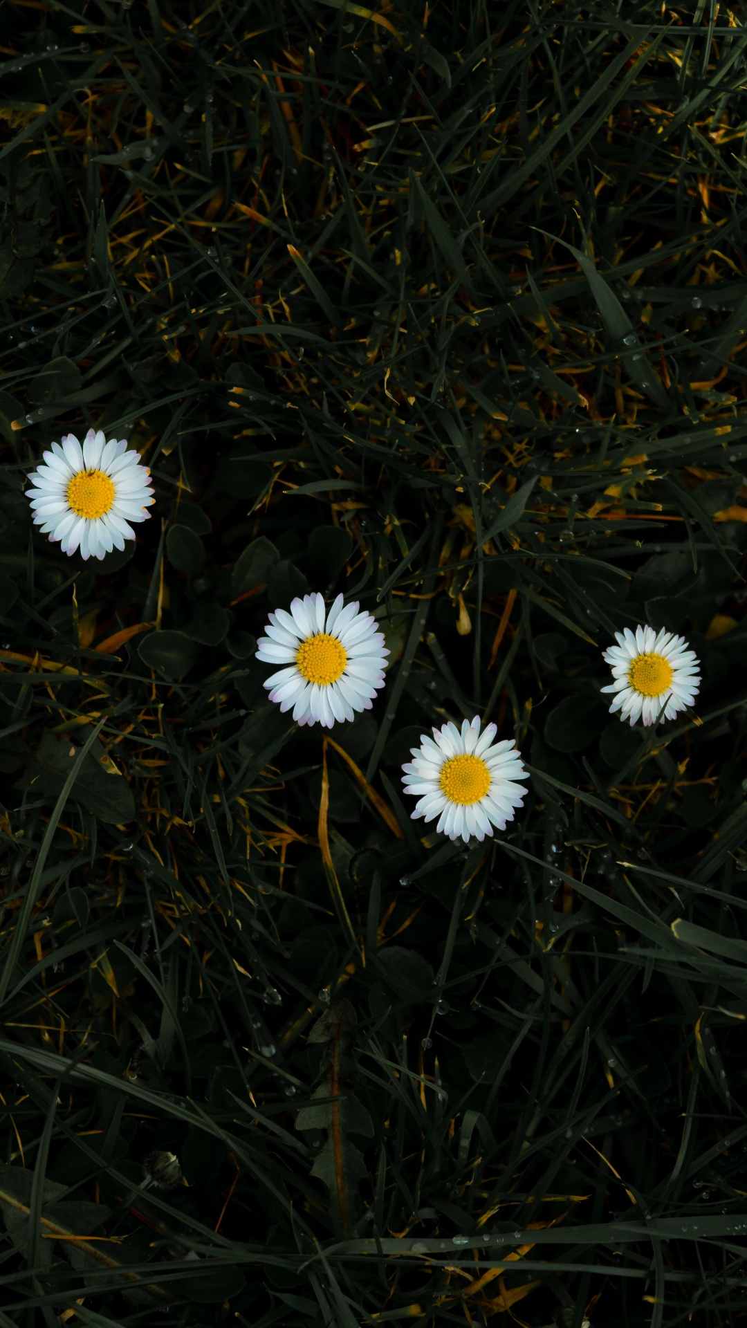 White Daisies in Bloom During Daytime. Wallpaper in 1080x1920 Resolution