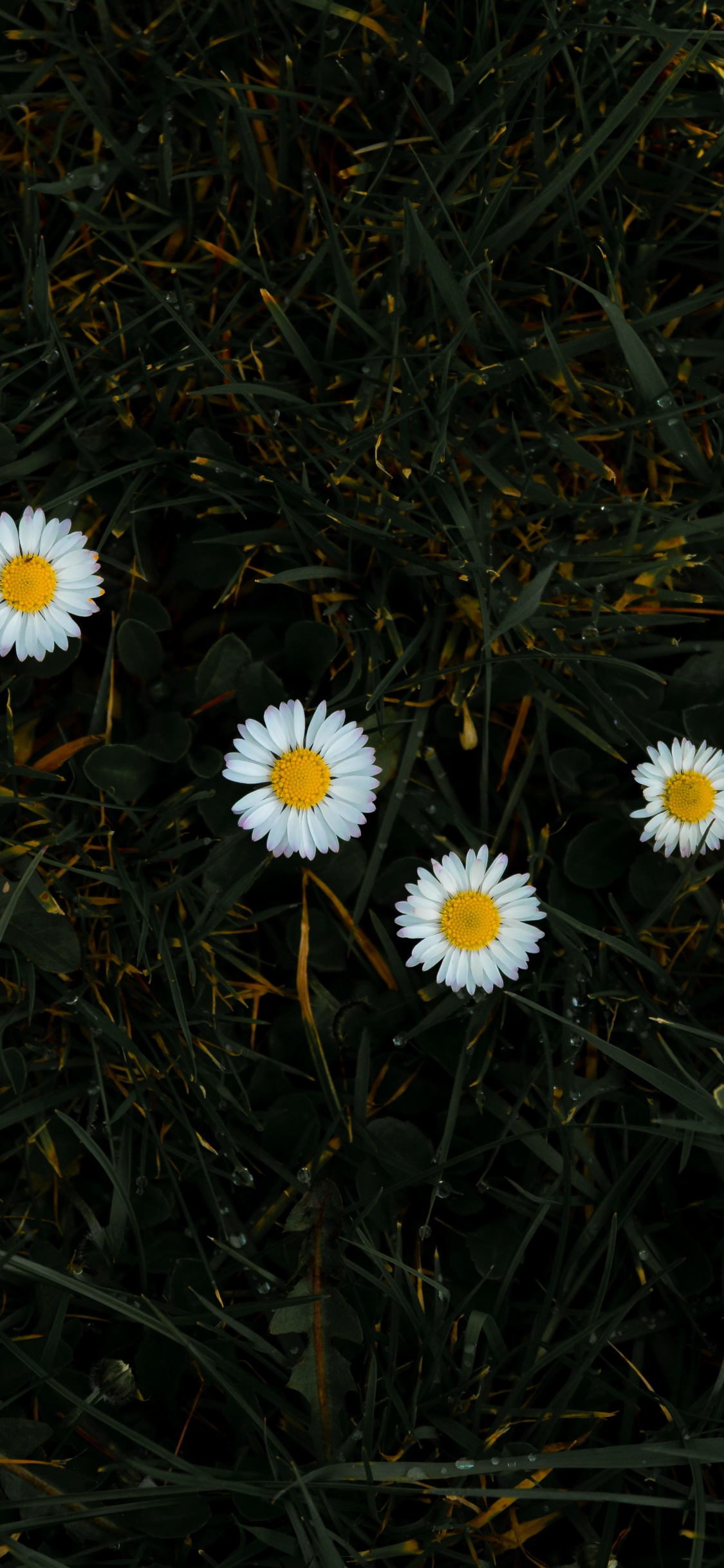 White Daisies in Bloom During Daytime. Wallpaper in 1125x2436 Resolution